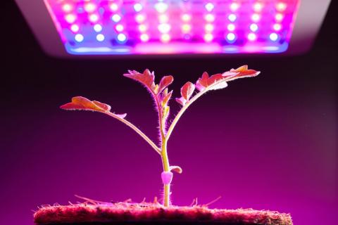 اشتباهات نورپردازی برای رشد گیاهان 